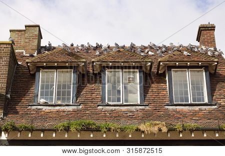 Infestation Of Pigeons On Roof Of Old House