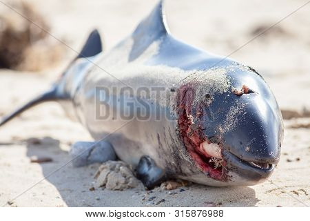 Dead Porpoise Or Dolphin With Horrific Wound From Propeller Strike. Beached Body Of Marine Mammal Wi