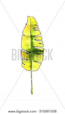 Banan Leaf On White Background. Hand Draw Illustration