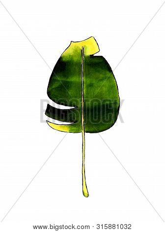 Banan Leaf On White Background. Hand Draw Illustration