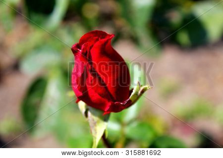 The Closed Petals Of The Bud Are Surrounded By Green Leaves. Close-up Like A Romantic Flower.