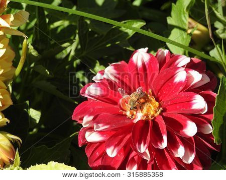 Beyond Honey Bees, Whild Bees, Native Polinators