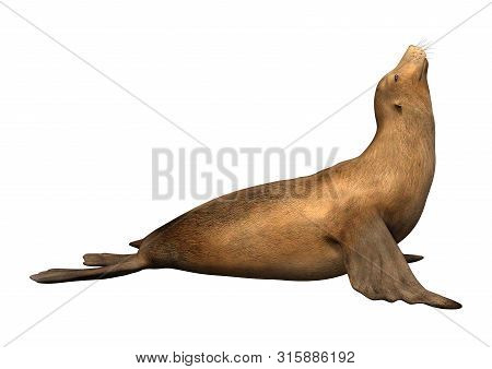 3D Rendering Harbor Seal On White