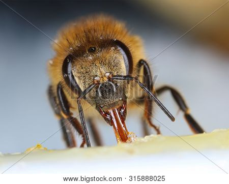 Comon Honeybee Feeding Front View Macro Close-up