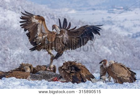 Griffon Vultures (gyps Fulvus) Eating And Fighting For Food, In Wintertime.