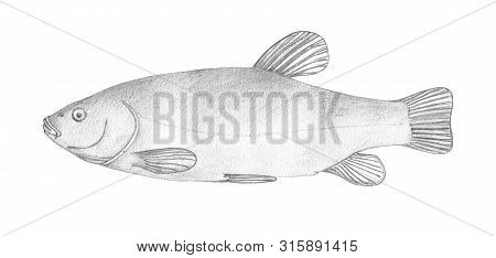 Tench (tinca Tinca). Eurasian Freshwater Fish. Black And White Pencil Hand Drawing Realistic Sketch 