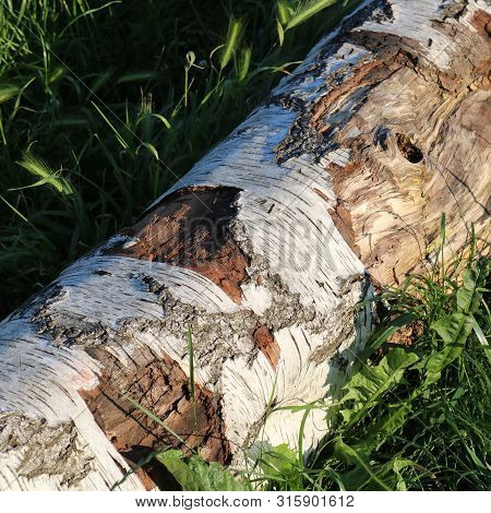 Trunk Of Silver Birch Tree Lying In Grass