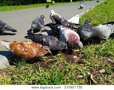Birds Pigeons, A Few Pieces And Different Colors. Peck Food On The Ground, On The Green Grass. Sunny