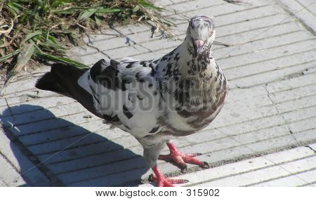 Голубь