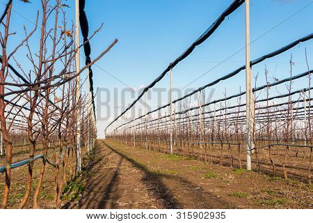 Apple Orchard In The Village Of Kisac In March, Apple Plantation, Serbia
