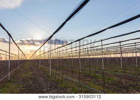 Four Years Old Golden Delicious Trees In March