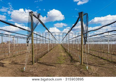 Apple Trees In Apple Orchard In March, Serbia
