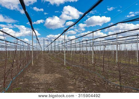 Apple Orchard In The Village Of Kisac. Kisac Is Located In Vojvodina, Serbia And Is Known For The Cu