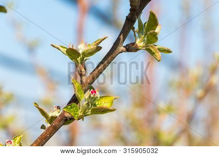 Flower Of The Golden Delicious Apple Tree In Spring