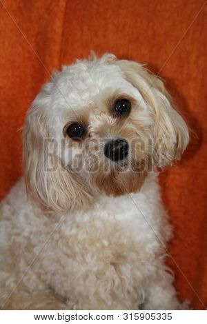 Cavachon Puppy With Large Black Eyes Against Bright Orange Background