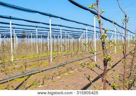 Close Up Branches Of The Golden Delicious Apple Tree At The Apple Orchard In March, Serbia
