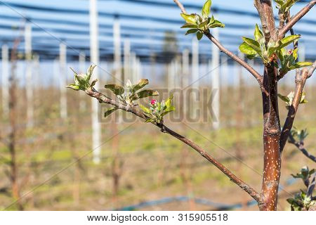 Close Up Branches Of The Golden Delicious Apple Tree In March, Serbia