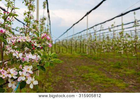 Flowers On The Golden Delicious Apple Tree In April
