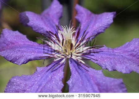 A Purple Clematis Flower, Clematis Viticella, Blooms In A Japanese Garden. Flower Of Clematis - Ranu