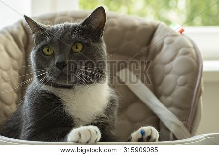 Smooth-haired Gray Cat With A White Breast Sits In A Child's Chair At The Children's Table. The Claw