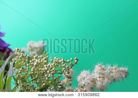 Bright White Flowers (sorbaria Sorbifolia) On A Green Background, Beautiful Thin Stamens. Place For 
