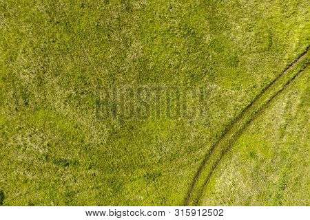 Texture. Bright Yellow-green Background. The Field Sown With Green Manure Is Depicted. In The Right 