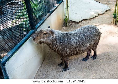 Capybara. The Capybara Hydrochoerus Hydrochaeris. Largest Rodent In The World. Capybara Sitting On G