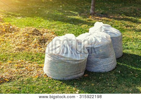 Pile Of Yellow And Orange Fallen Leaves Collected In Big White Plastic Bags On Green Grass Lawn At B