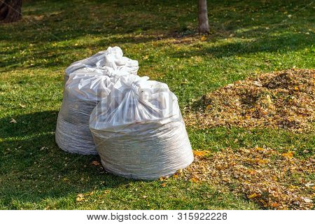 Pile Of Yellow And Orange Fallen Leaves Collected In Big White Plastic Bags On Green Grass Lawn At B