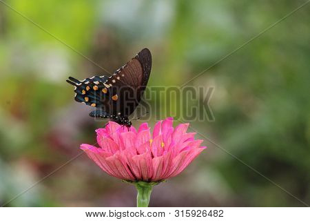 Black Spotted Butterfly On Bright Pink Zinnia