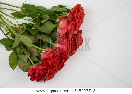 Roses On A White Background. Flower In Garden At Sunny Summer Or Spring Day. Flower For Postcard Bea