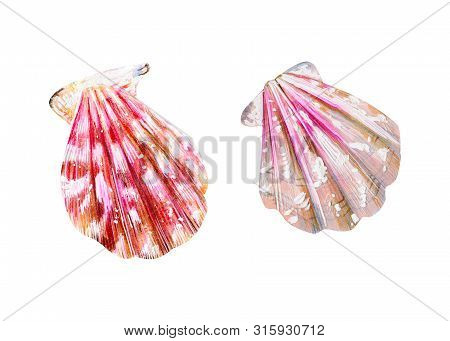 Set Of Two Isolated Sea Scallops. Pink And Nacreous Pectinidae Clam. Nature Of The Ocean. Underwater