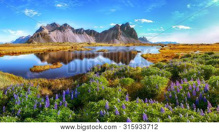 Beautiful Sunny Day And Lupine Flowers On Stokksnes Cape In Iceland. Location: Stokksnes Cape, Vestr