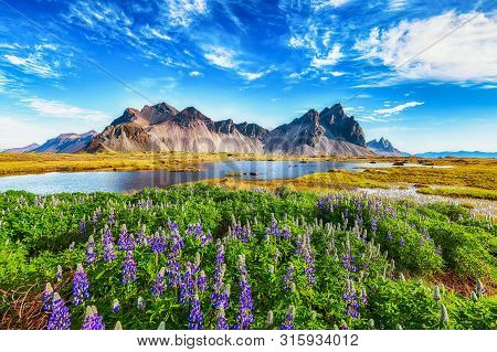 Beautiful Sunny Day And Lupine Flowers On Stokksnes Cape In Iceland. Location: Stokksnes Cape, Vestr