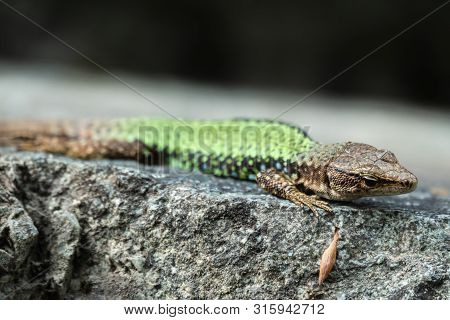 Green Lizard Crawling On A Stone Cliff. The European Green Lizard Lacerta Viridis Is A Large Lizard 