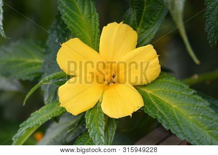 Close Up Of A Yellow Alder (turnera Ulmifolia) Flower In Bloom
