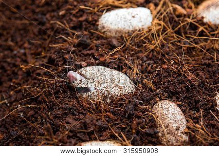 Cute Leopard Gecko Hatching Of Egg. Little Lizard (eublepharis Macularius).