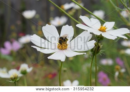 Bumblebee Collects Nectar From A White Flower