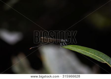Gold Tail Damselfly (allocnemis Leucosticta) Perched On Leaf Tip, Limpopo, South Africa