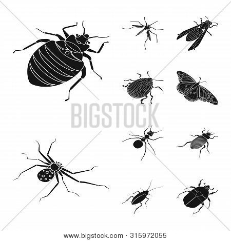 Vector Design Of Wings And Wing Icon. Collection Of Wings And Fly Stock Vector Illustration.