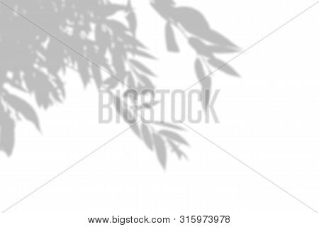 The Shadow Of The Plant On The White Wall. Black And White Summer Background For Photo Overlay Or Mo