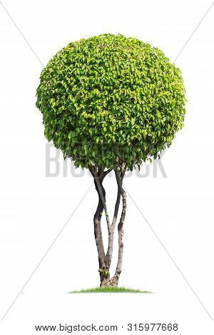 Tako Trees Bending.isolated Tree On White Background ,bending Trees Database Botanical Garden Organi