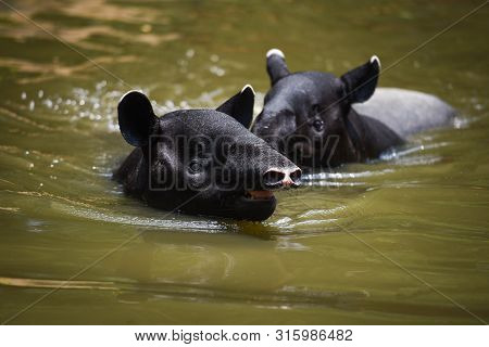 Tapir Swimming On The Water In The Wildlife Sanctuary / Tapirus Terrestris Or Malayan Tapirus Indicu