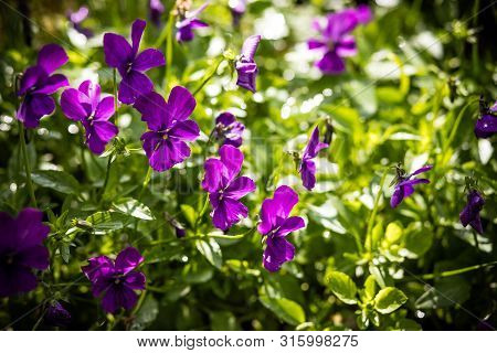 Garden Pansy With Purple And White Petals. Hybrid Pansy Or Viola Tricolor Pansy In Flowerbed. Violet