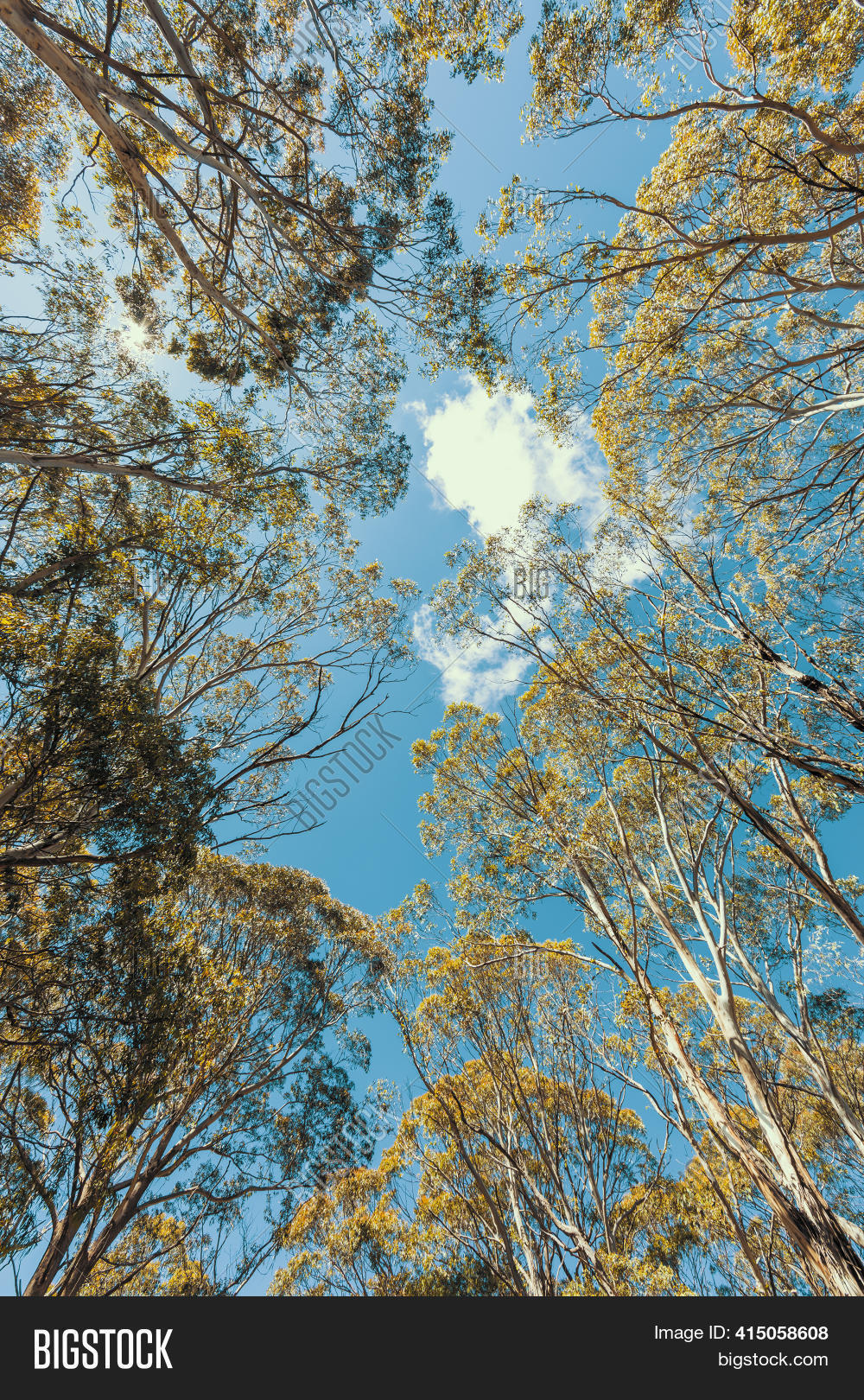 Looking Through Tree Image & Photo (Free Trial) Bigstock