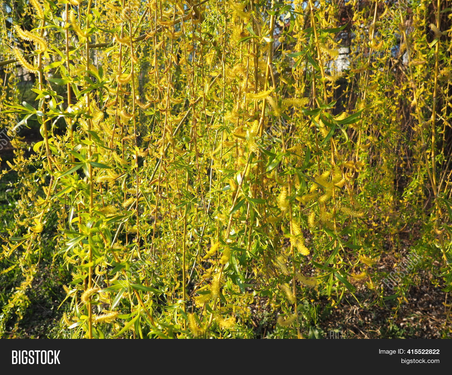 Weeping Willow Tree Image & Photo (Free Trial) Bigstock