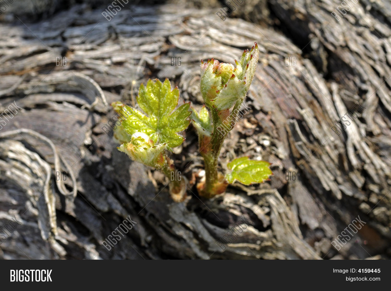 Grape Vine Shoots Image & Photo (Free Trial) Bigstock