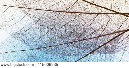 Flat Lay Transparent Leaves Lamina Texture. High Quality And Resolution Beautiful Photo Concept