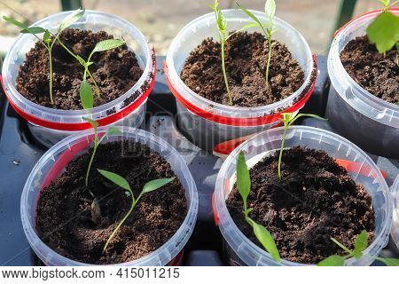 Fresh Green Seedlings Growing In Small Pots. Garedning Concept.