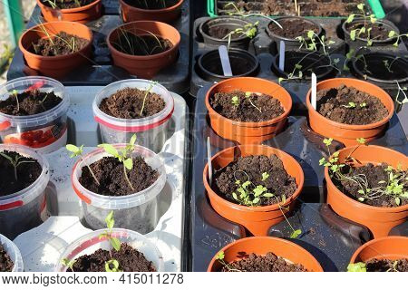 Fresh Green Seedlings Growing In Small Pots. Garedning Concept.